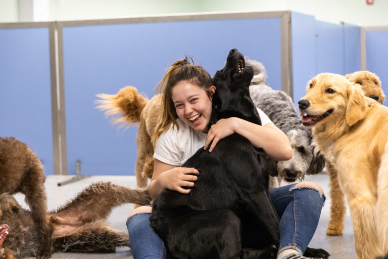 Doggie Daycare Jobs Must Love Dogs! On The Ball