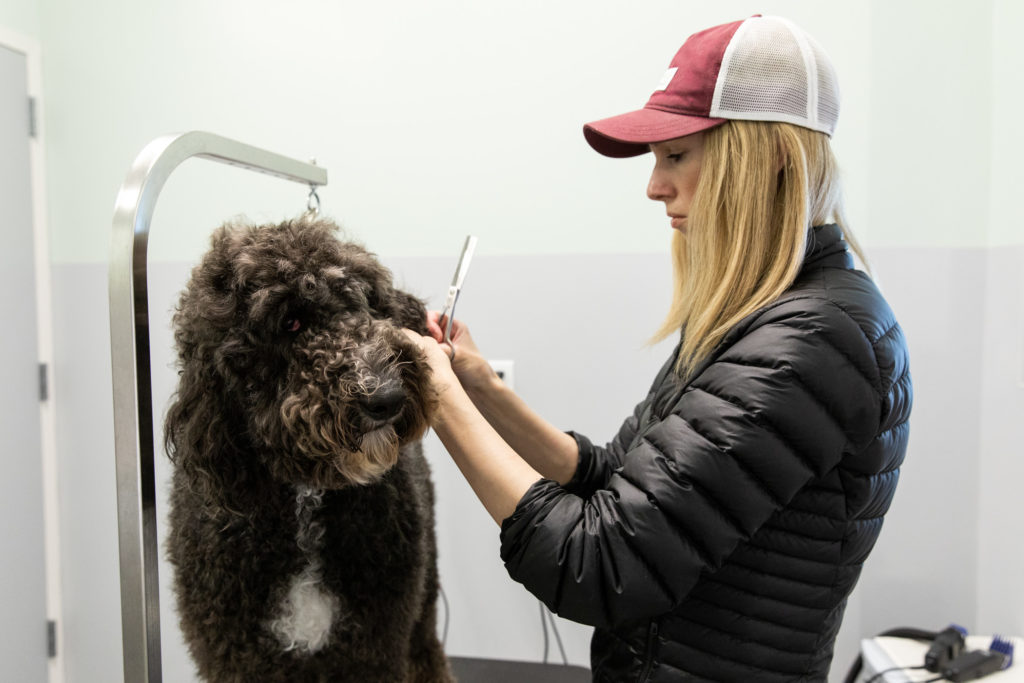 Dog Grooming in Prairie Village | Pamper Your Pup! | On The Ball